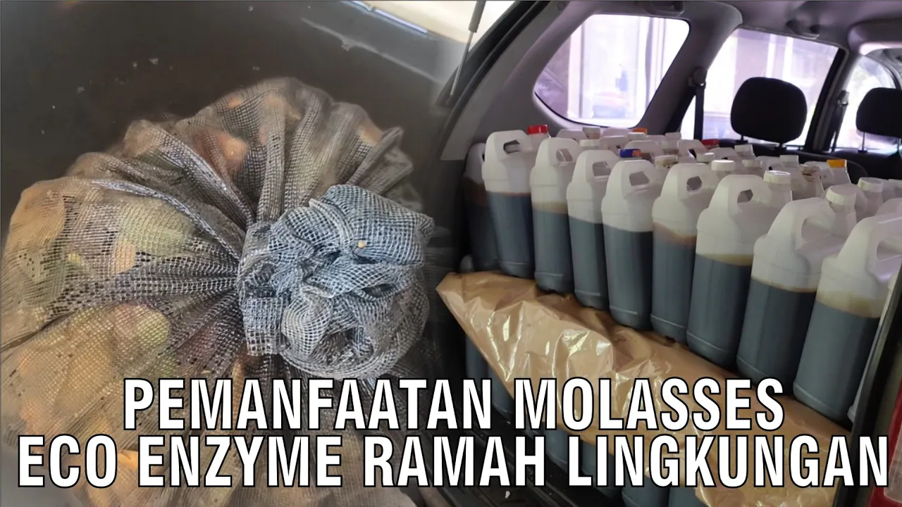 
                                 Pemanfaatan-Molasses-Eco-Enzyme-Ramah-Lingkungan